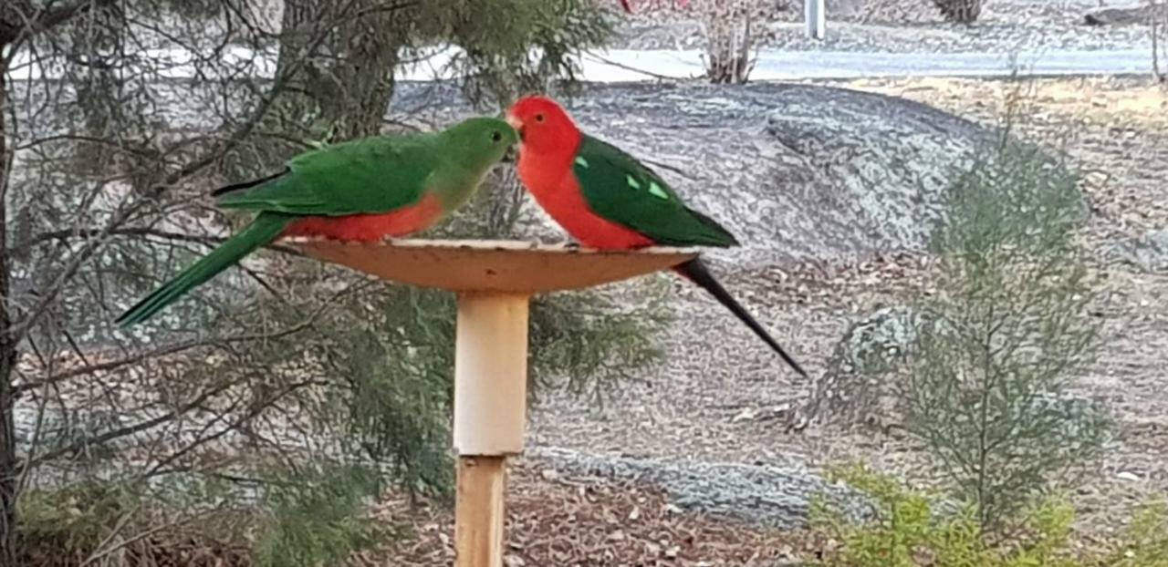 Murray Gardens Motel Stanthorpe Ngoại thất bức ảnh